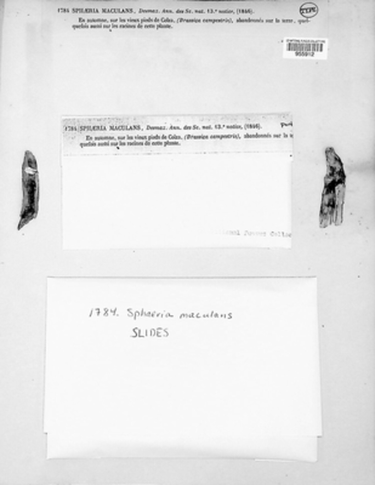 Leptosphaeria maculans image